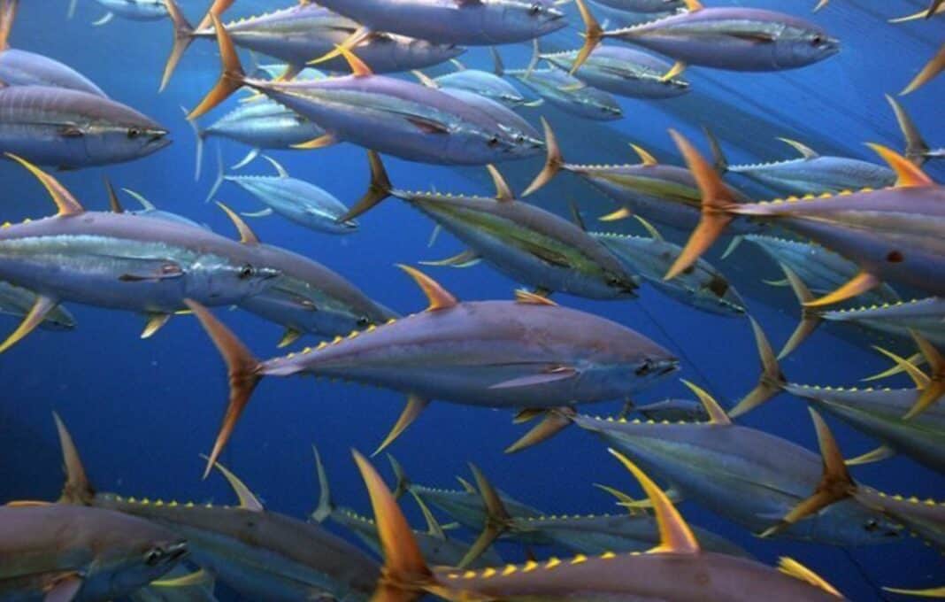 Tunas (Image credit: NOAA Fisheries)