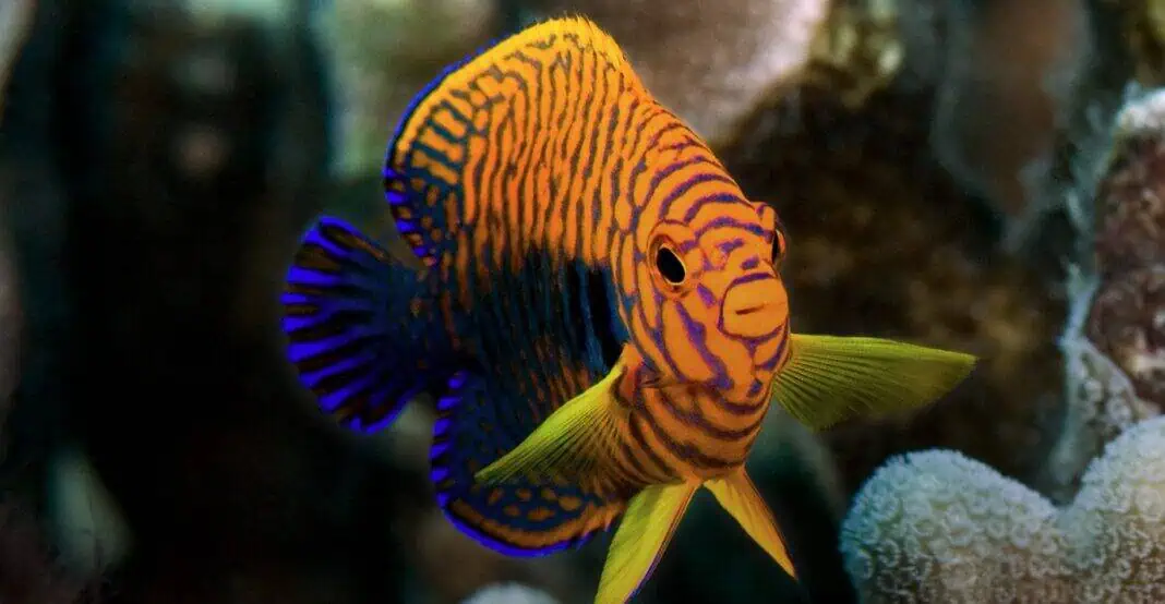 'Aquariums: The Dark Hobby' Documentary Is Now Available For Streaming (Photo courtesy Dark Hobby LLC)