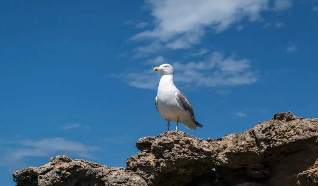 Biodiversity (Adobe Stock)