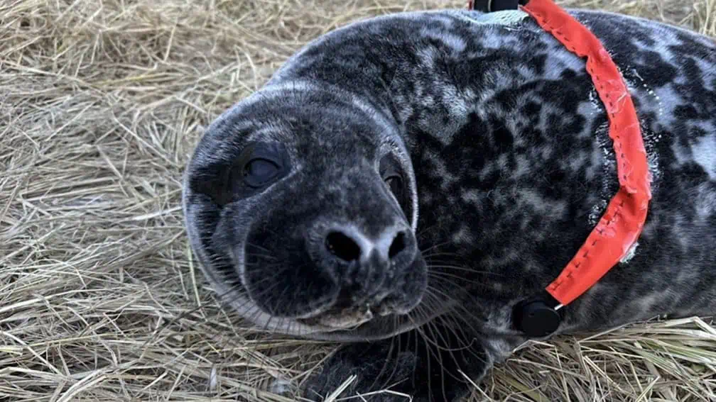 Heart Monitors For Seal Pups Are Helping Scientists Track Their Health (Image credit: WHOI)