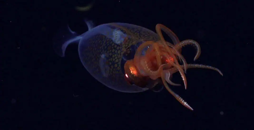 Juvenile colossal squid (Image credit: Schmidt Ocean Institute)