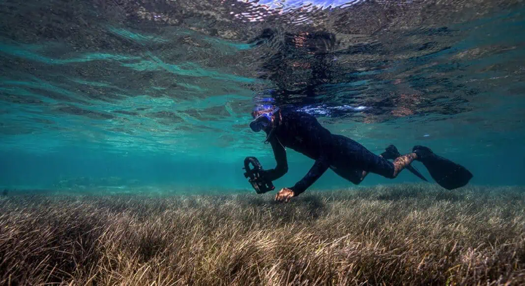 Four Seasons Resort In Mauritius Is Developing A Seagrass Nursery (Image credit: Four Seasons)