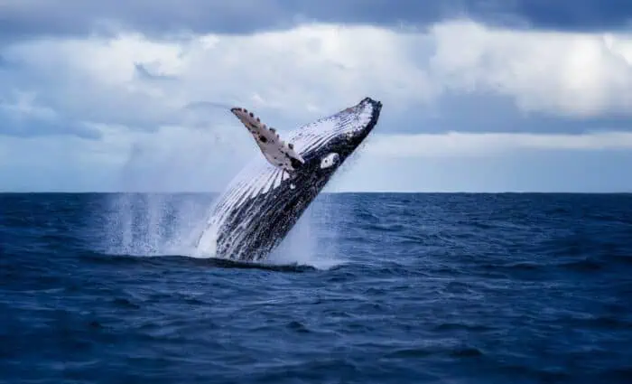 Humpback Whale
