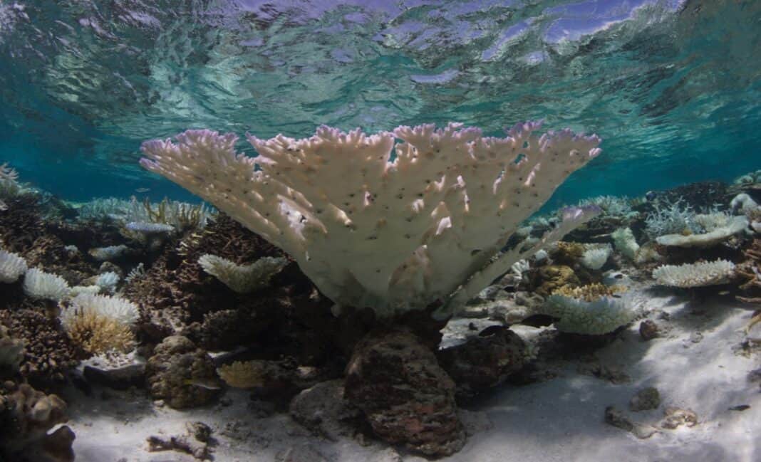 Coral bleaching in the Maldives, 2016 (Image credit: The Ocean Agency/Ocean Image Bank)