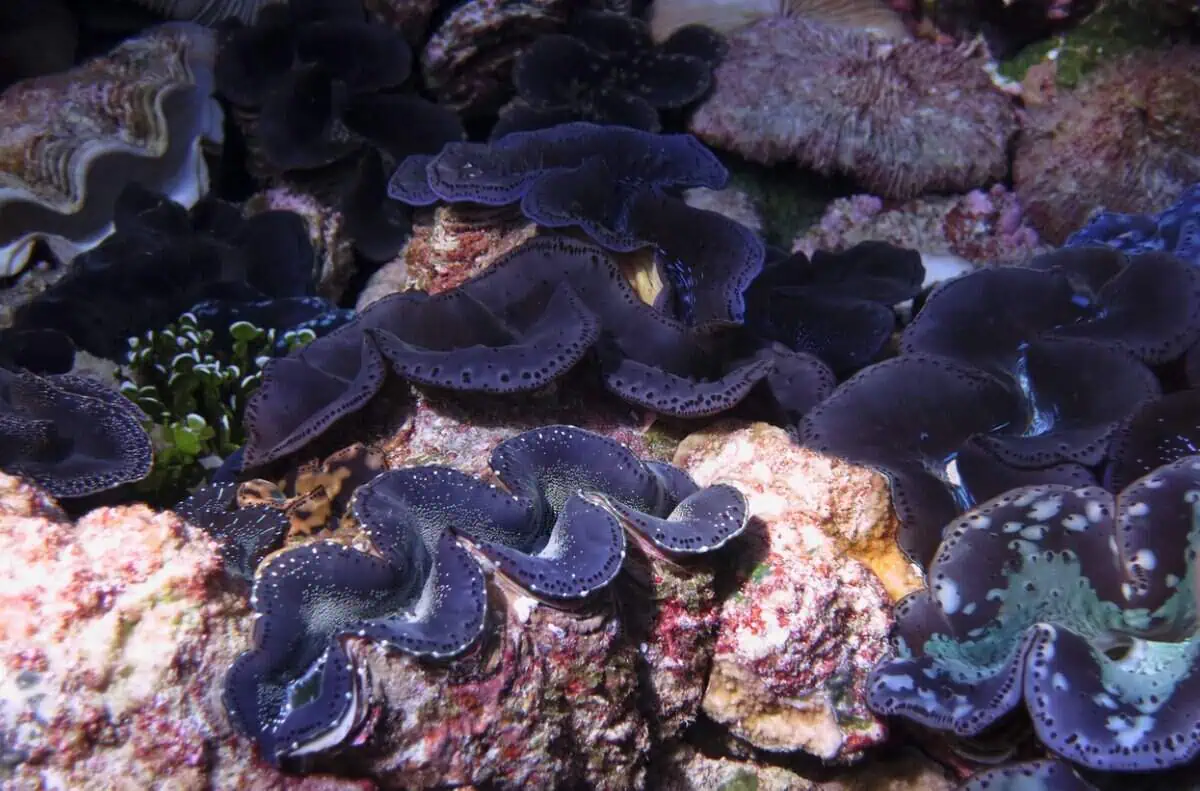 Giant blue clams at Kingman Reef in the Pacific Remote Islands Marine National Monument (Image credit: NOAA)