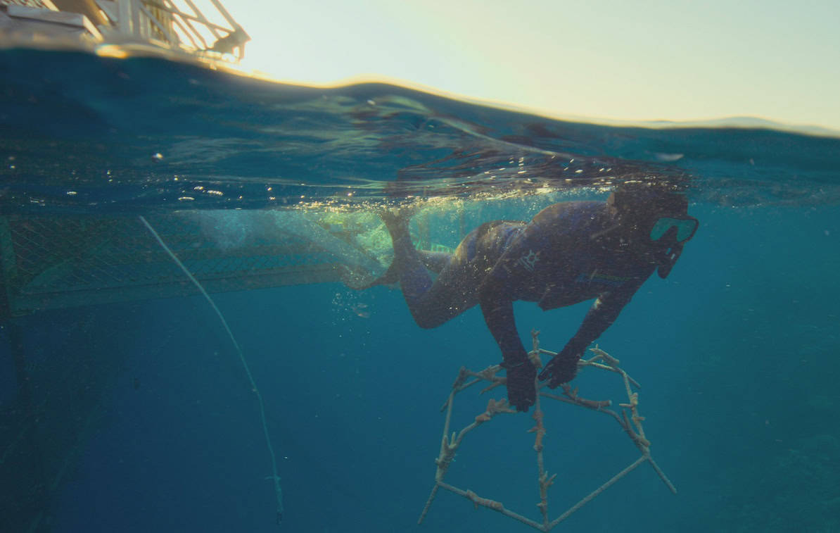 "Reef Builders" documentary now streaming on Amazon Prime (Photo credit: AMV/Stream)