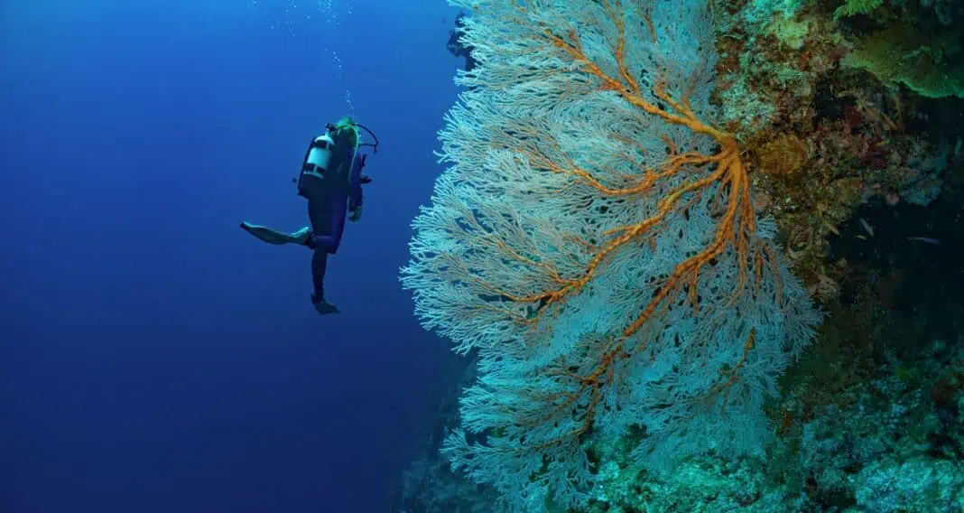 New Dive Center Debuts At Fatboys Resort In Solomon Islands