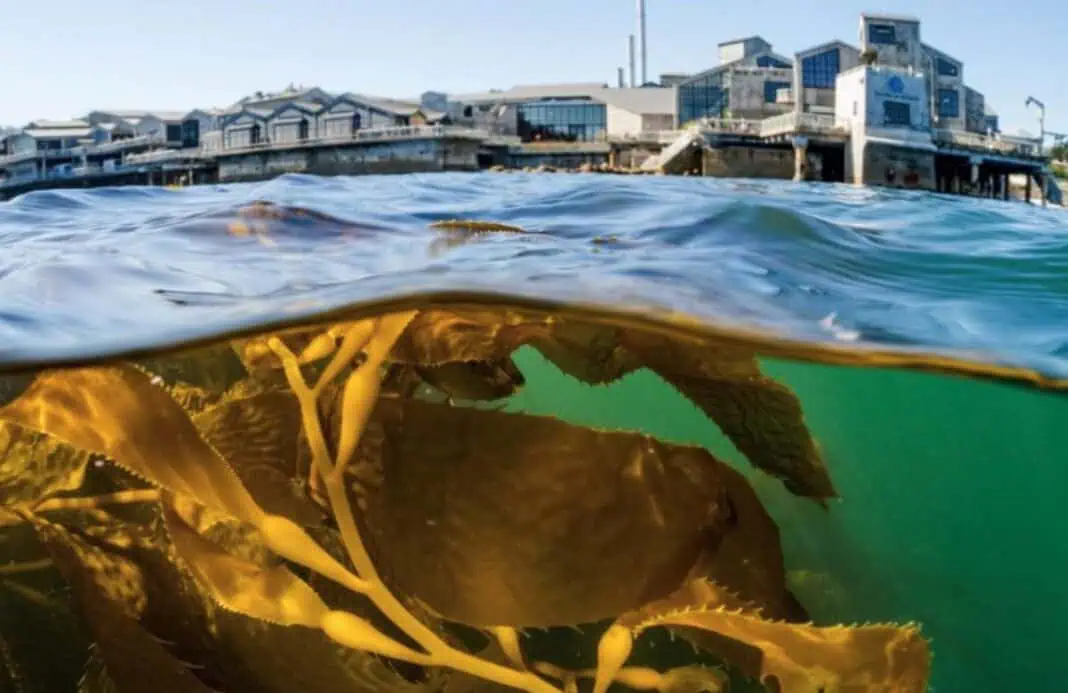 Image courtesy Monterey Bay Aquarium