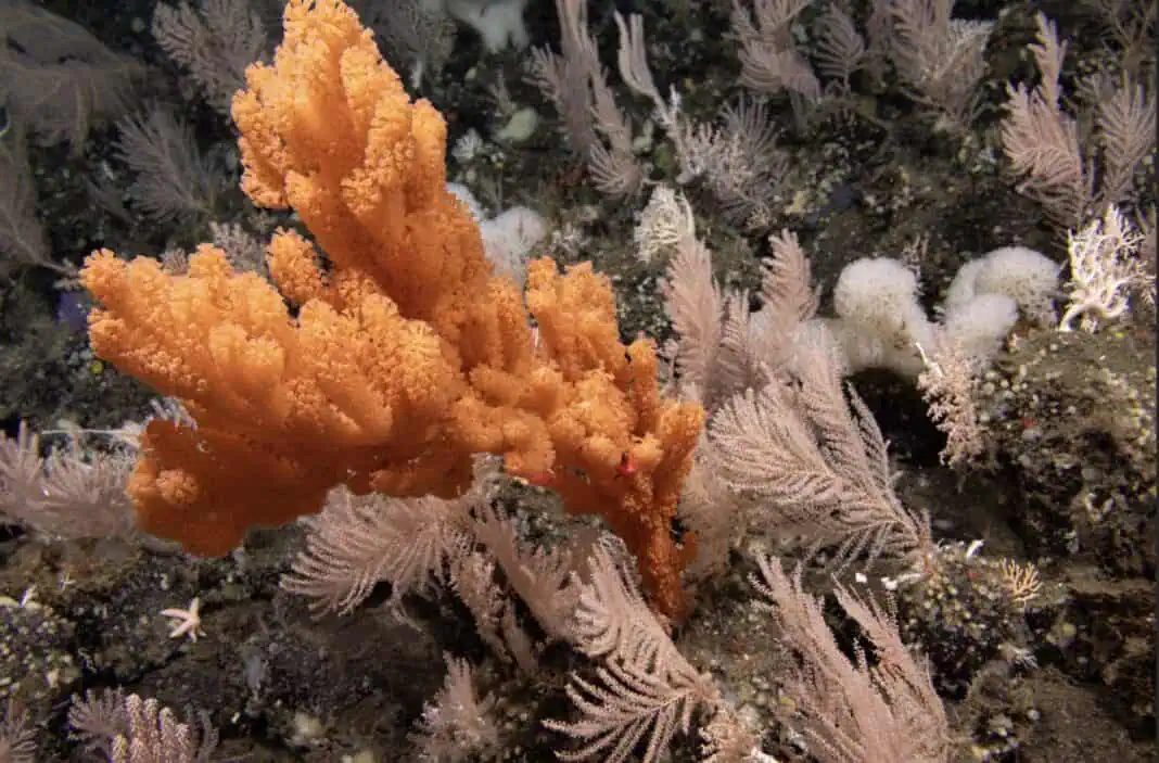 New Study: 99.999% of the Deep Ocean Remains Unseen (Image credit: NOAA)