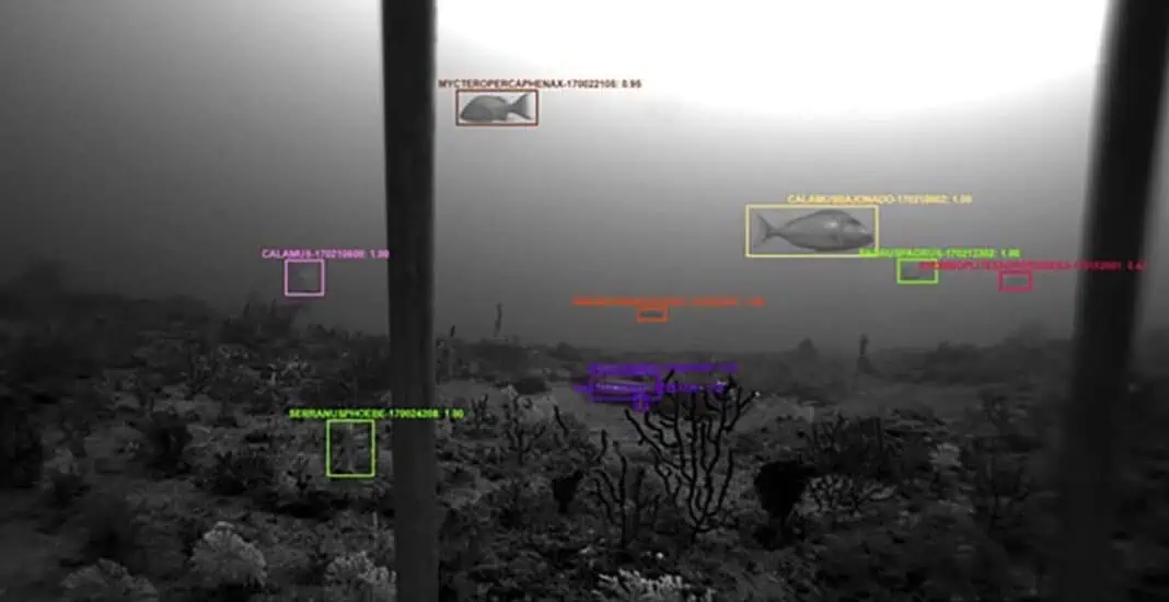 A frame from a video with automated annotations showing a scamp (Mycteroperca phenax), porgies (Calamus spp., Pagrus pagrus), wrasses (Halichoeres sp.), and other species over hardbottom habitat colonized with sponge and corals. Each color box represents a unique genus or species identification. (Image credit: NOAA)