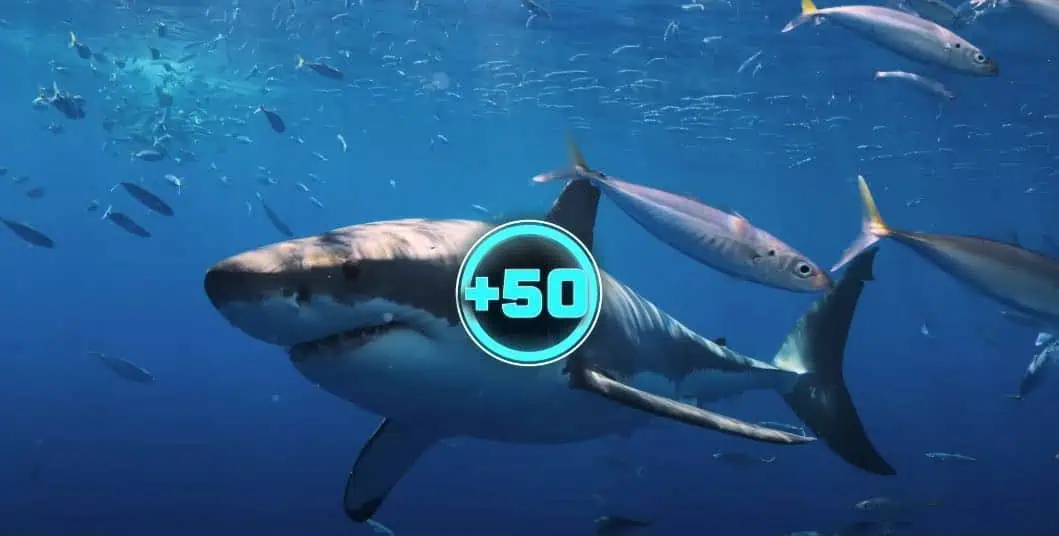 Netflix Announces New 'All the Sharks' Reality Competition (Image credit: Netflix)