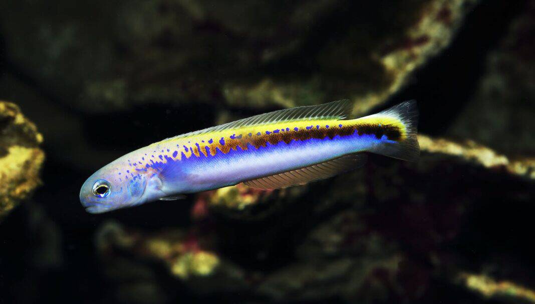 Oreni Tilefish goby (Hoplolatilus oreni) deepwater fish from twilight zone (Adobe Stock)