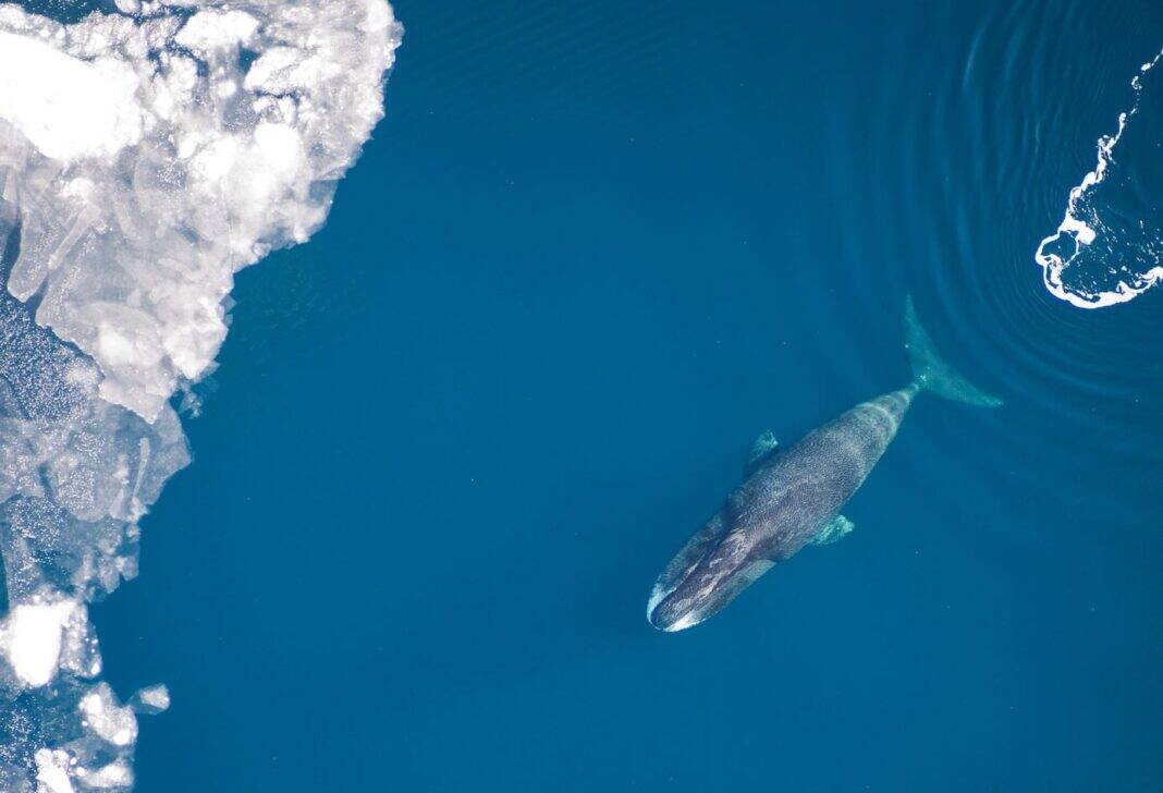 Bowhead Whale (Image credit: By Vicki Beaver, Alaska Fisheries Science Center, NOAA FIsheries, Marine Mammal Permit#14245/NOAA)