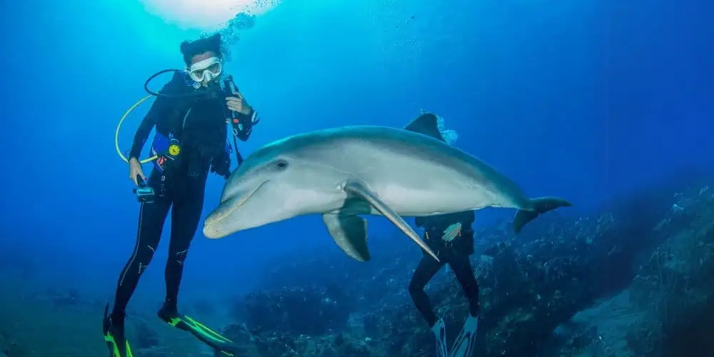 Dolphin Encounter with Caribbean Explorer II (Image credit: Explorer Ventures)