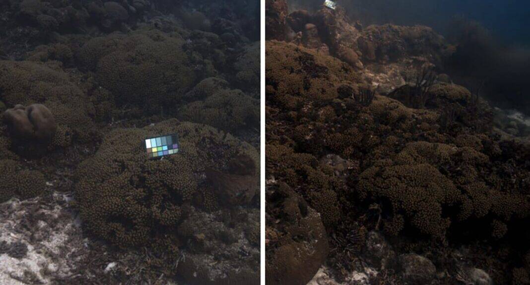 SeaSplat produces true color images of underwater scenes, as captured by the MIT team’s underwater robot. The original photo is on the left, and the color-corrected version made with SeaSplat is on the right. (Image credit: Daniel Yang, John Leonard, Yogesh Girdhar)
