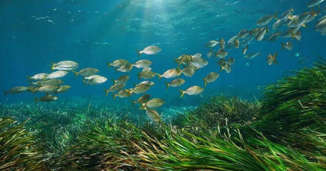 Ocean Visions Partners with Fugro