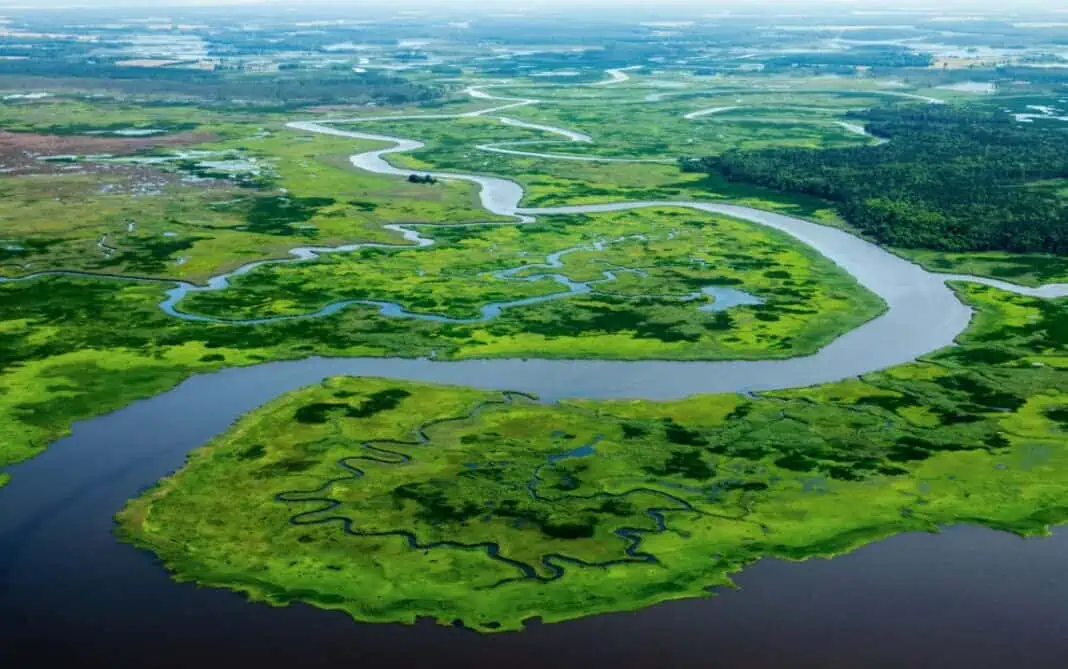 Salt marsh in Dorchester County, Maryland, part of the Chesapeake Bay (Image credit: Will Parson/CBP)