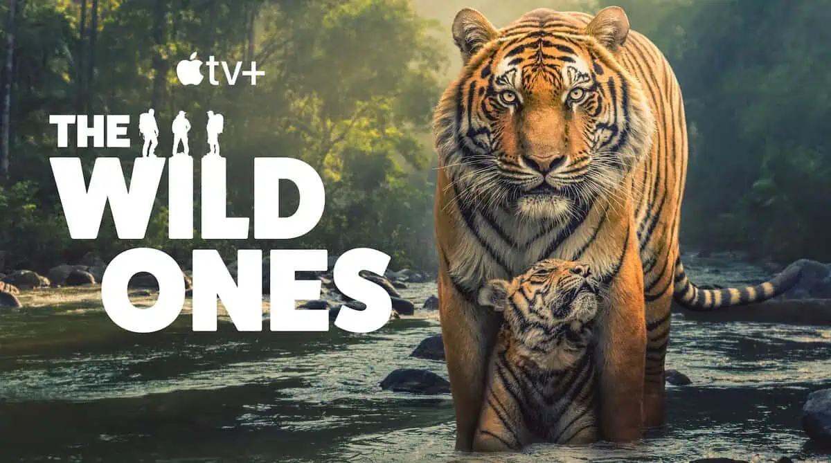 North Atlantic Right Whale Among the Endangered Species Highlighted In Upcoming Apple TV+ Show 'The Wild Ones' 'The Wild Ones' (Photo courtesy Apple TV+)