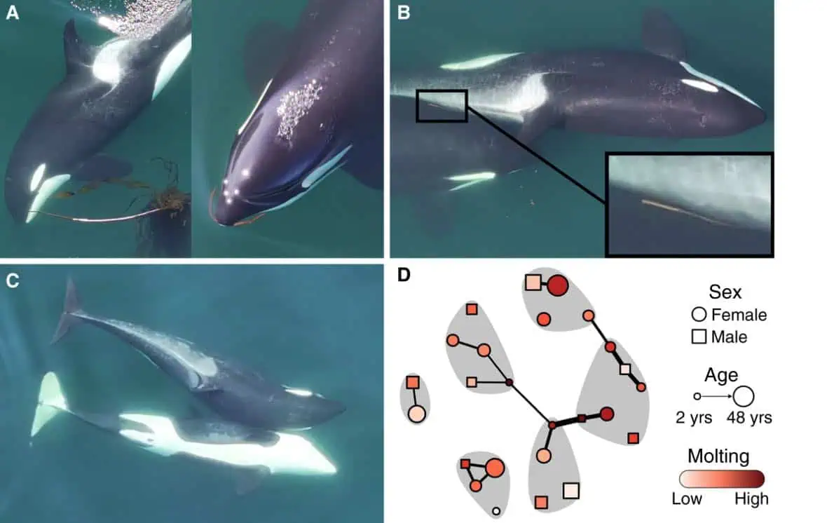 Image credit: Center for Whale Research/NMFS/NOAA Permit 27038