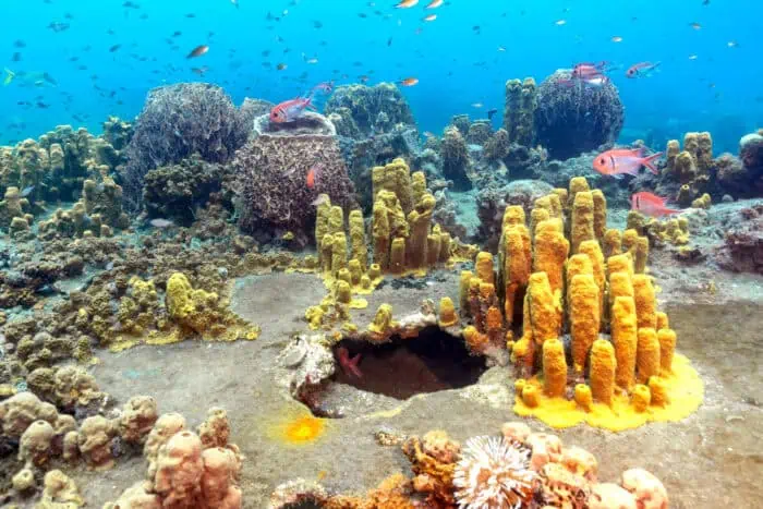 Martinique The Amelie Wreck – Photo by Nola Schoder