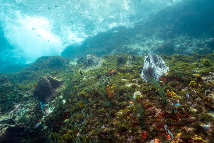 Martinique Diamond Rock Underwater Terrain – Photo by Nola Schoder