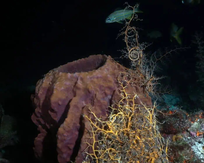 Martinique Night Dive Basket Star – Photo by Nola Schoder