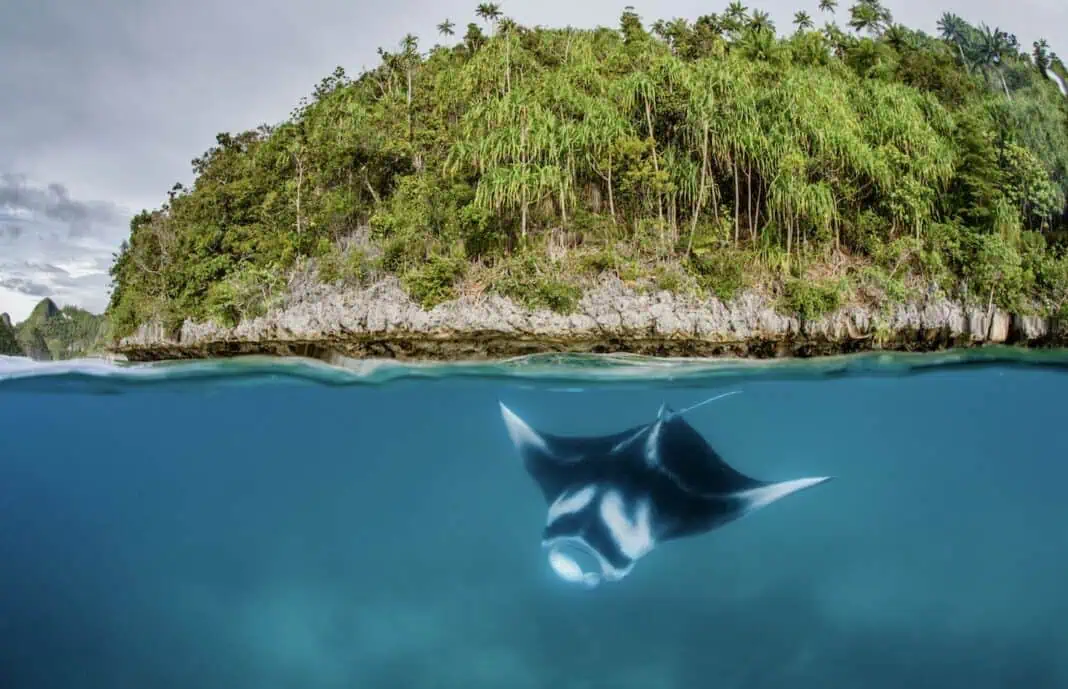 WCS Calls On COP20 Attendees To Prevent Extinction Of Rays, Sharks and More (Image credit - © Shawn Heinrichs via WCS)