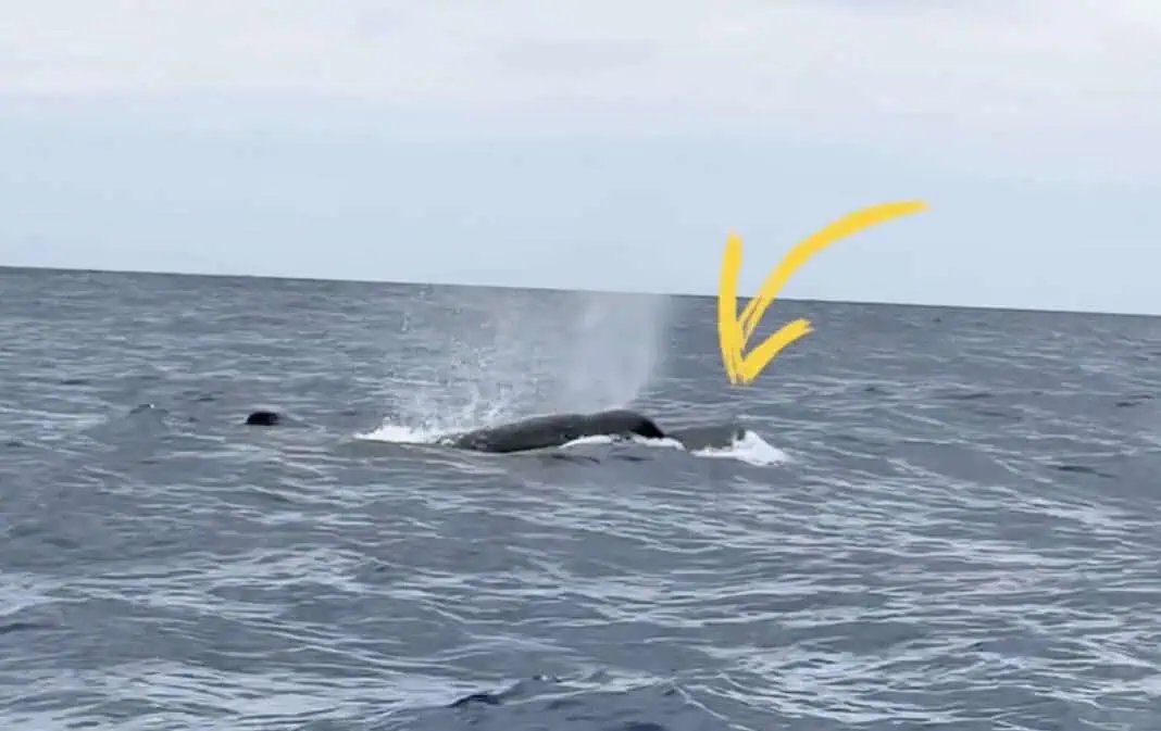 Pygmy Sperm Whale Caught On Video Being Hunted By Orcas (Image credit: Camila Davila Pardo via National Geographic)