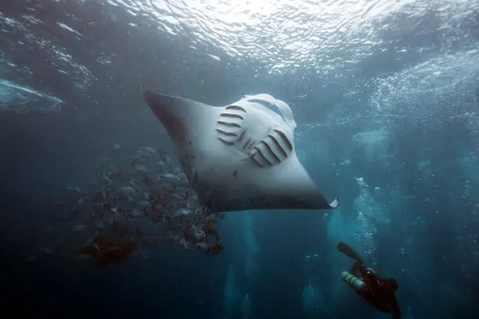 Manta ray swimming with Scuba Divers in Palau