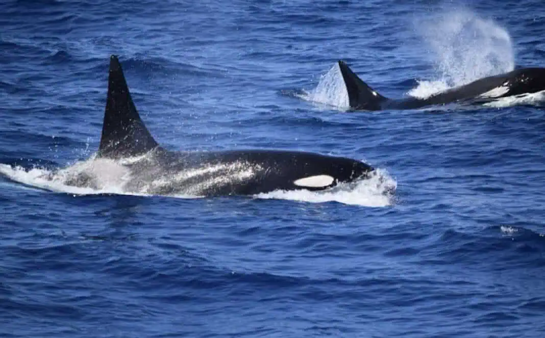 Killer Whales (Image credit: Isabella Reeves)