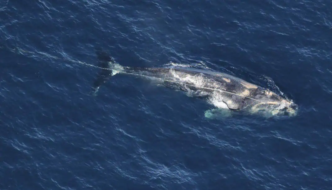 An aerial survey team last documented Division alive on January 21, 2026, off North Carolina. His health had noticeably declined as seen by the patches of whale lice. Credit: Clearwater Marine Aquarium Research Institute, taken under NOAA permit #24359. Aerial survey funded by the U.S. Army Corps of Engineers.