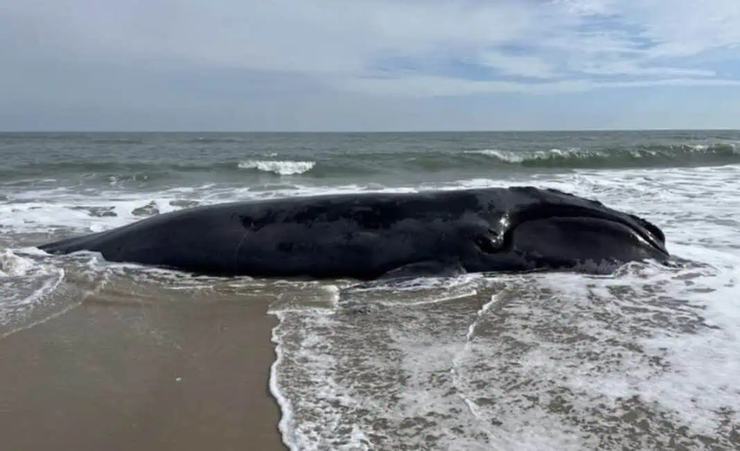 A dead North Atlantic right whale stranded on a barrier island off Virginia. (Image credit: The Nature Conservancy, taken under NOAA permit #24359.)