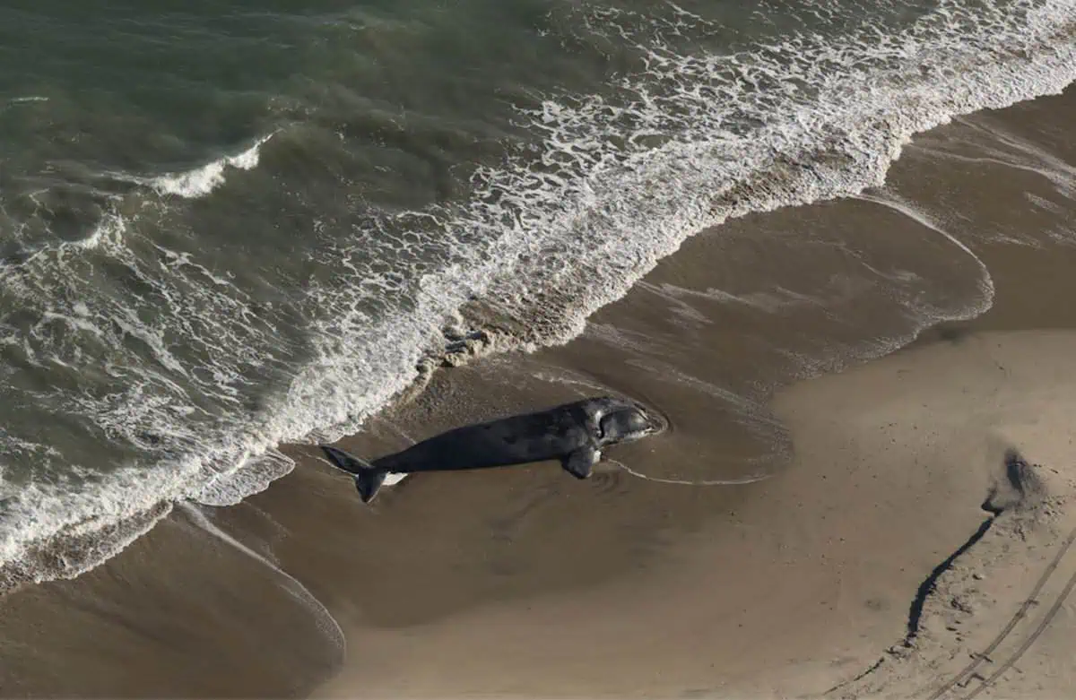 The 2023 calf of right whale "Porcia" (Catalog #3293) was found dead off Virginia on Feb. 10, 2026. (Image credit: Clearwater Marine Aquarium Research Institute, taken under NOAA permit #24359. Aerial survey funded by the U.S. Army Corps of Engineers.)