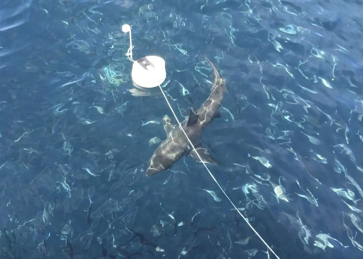 White shark testing off the Neptune Islands, South Australia (Image credit: Isabella Reeves)