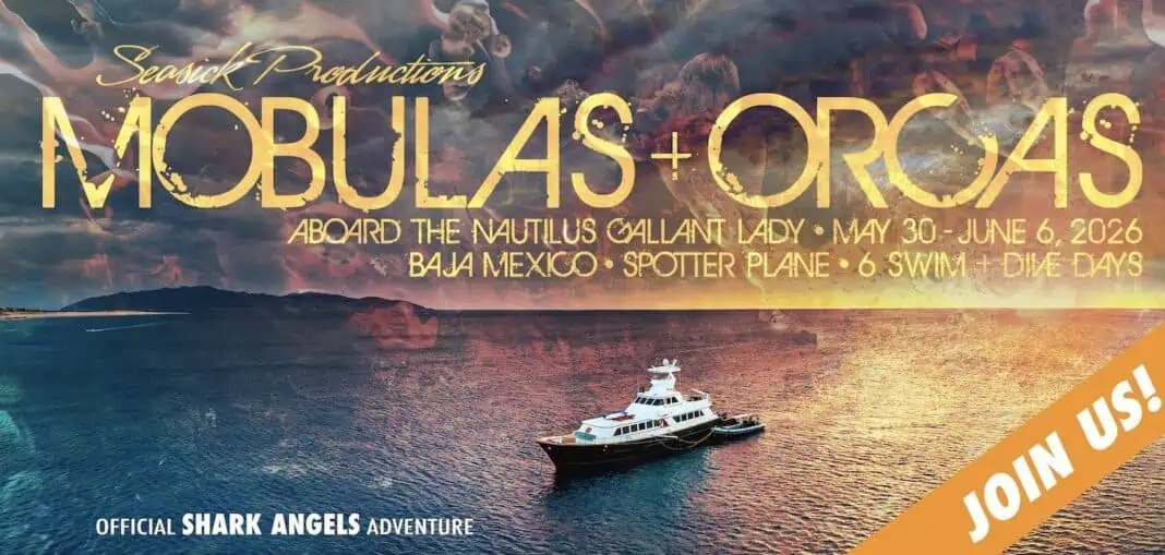 Shark Angels Leading Liveaboard Nature Trip To Sea of Cortez