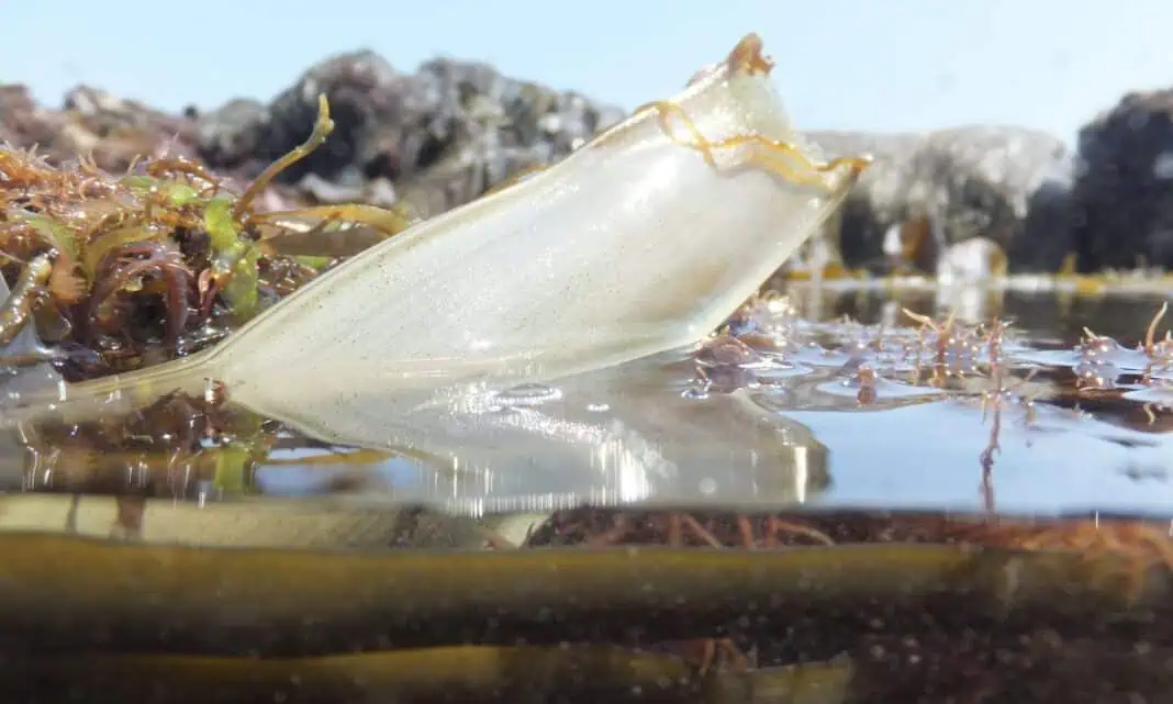 Eggcase Split