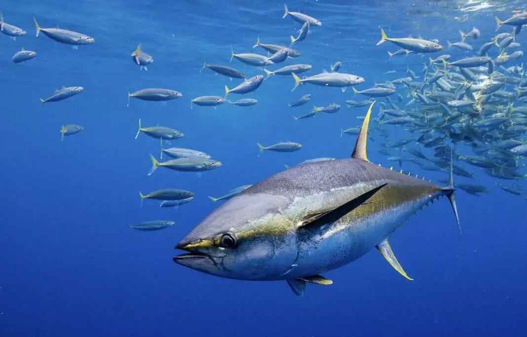 Yellowfin Tuna (Image via AdobeStock)