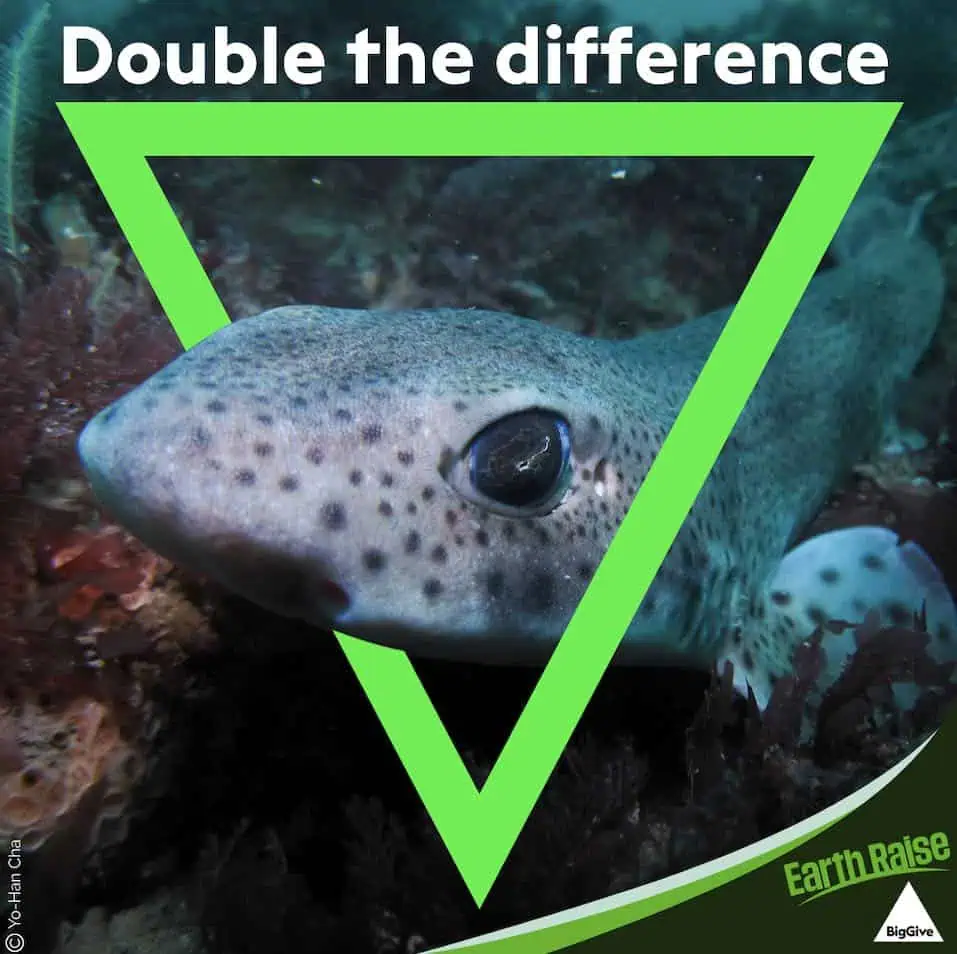 Double Catshark (Image credit: Yo-Han Cha)