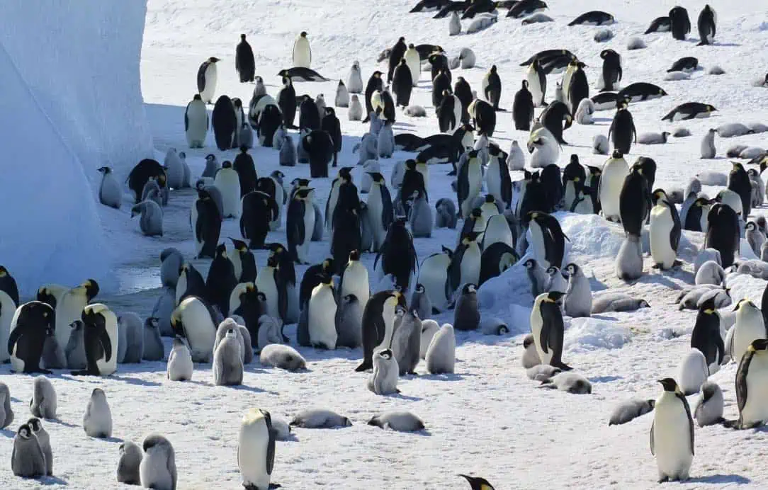 Emperor Penguin chicks on Rothschild Island (Image credit: Philip Trathan/IUCN)