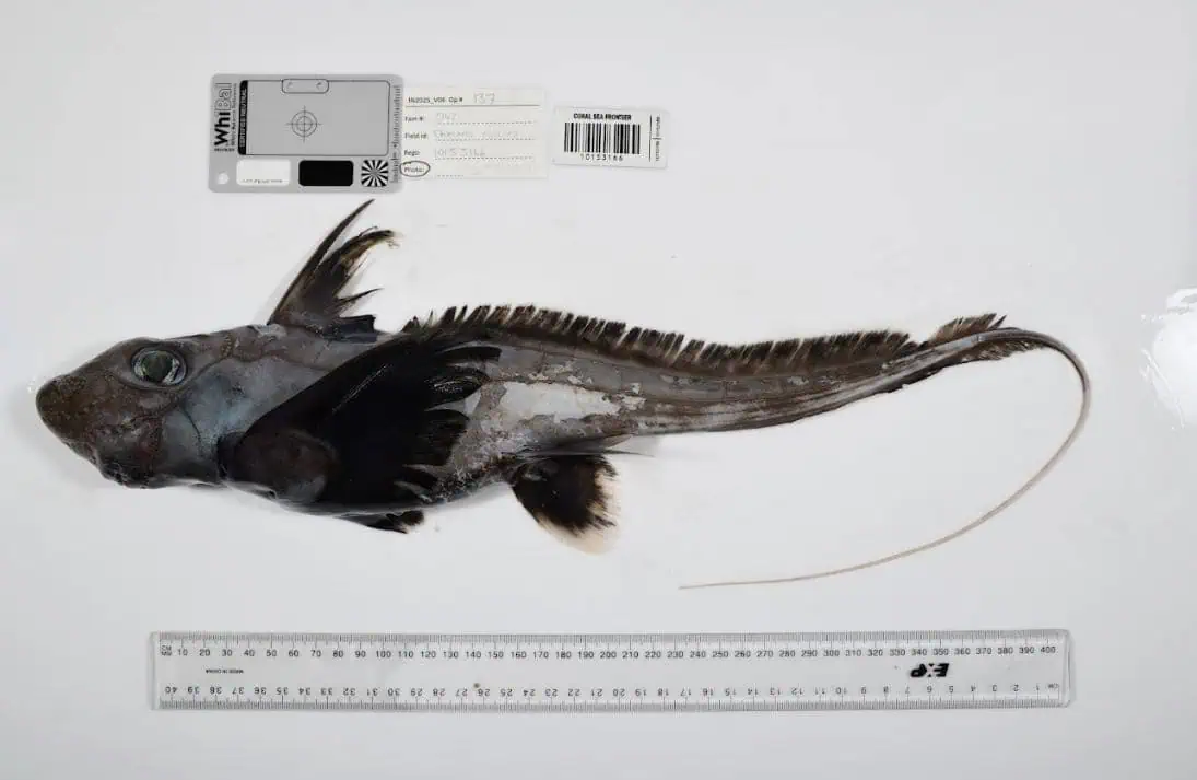 Often called "ghost sharks," Chimaeras are among the most mysterious inhabitants of the deep ocean. Distant relatives of sharks and rays, they diverged into a distinct evolutionary lineage nearly 400 million years ago—predating the dinosaurs. CSIRO ichthyologist Dr William White discovered the new species during the 2025 Ocean Census expedition to the Coral Sea Marine Park, in partnership with CSIRO and supported by Parks Australia & Bushblitz. (Image Credit: The Nippon Foundation-Nekton Ocean Census/CSIRO)
