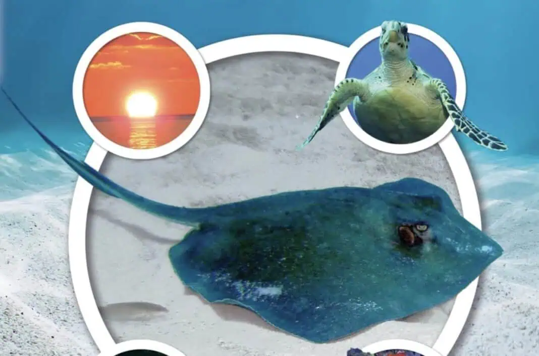 'Sally Stingray Finds Her Way Home' by Paul Mila and Luke Chiappetta