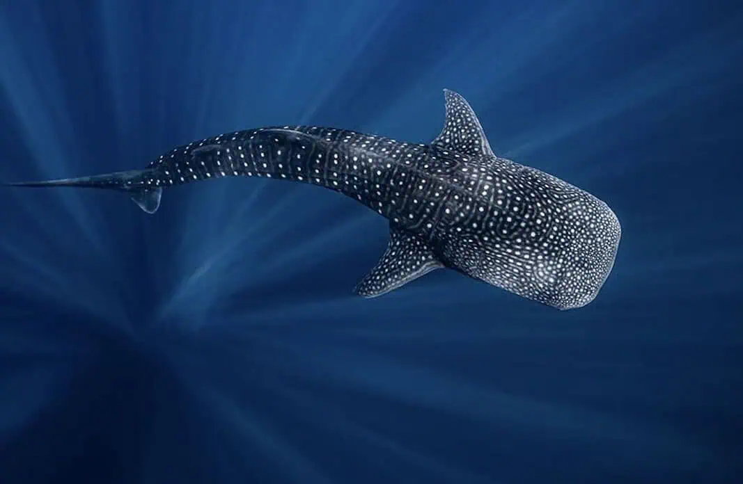 Whale Shark (Image via ZuBlu)