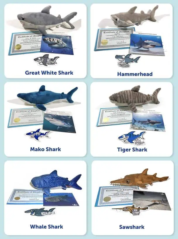 Shark Angels Brings Back Popular Plush Shark Adoptions for a Limited Time
