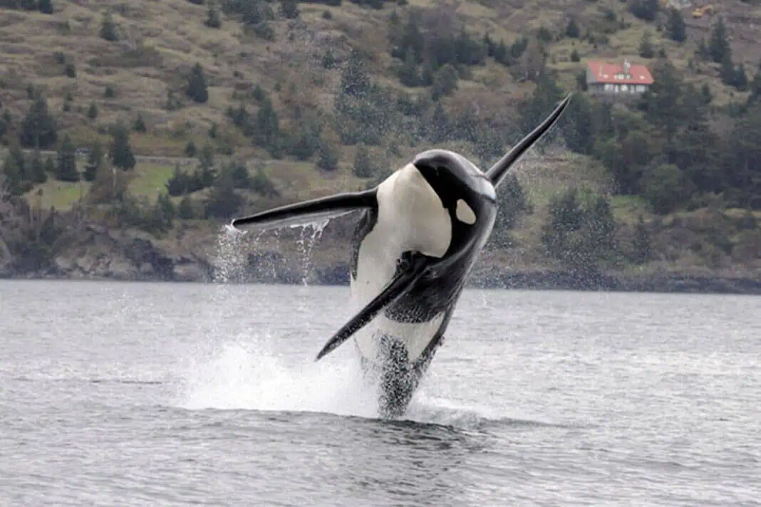 A Southern Resident killer whale leaps into the air. The Southern Residents are an endangered population of fish-eating killer whales. (Image credit: NOAA)